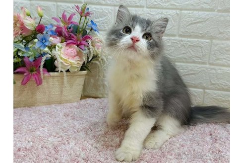 成約済の東京都のラガマフィン-113630の4枚目